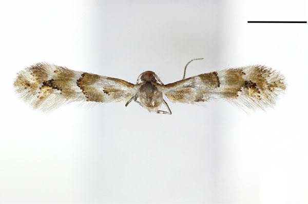 /filer/webapps/moths_gc/media/images/R/reduncata_Phyllobnorycter_A_Kim-etal_2024_400.jpg