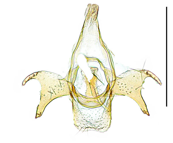 /filer/webapps/moths_gc/media/images/R/reduncata_Phyllobnorycter_GM_Kim-etal_2024_400.jpg