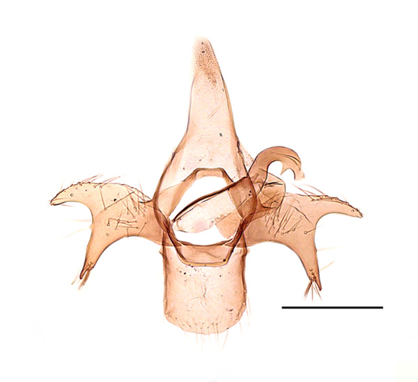 /filer/webapps/moths_gc/media/images/R/reduncata_Phyllonorycter_GM_Kirichenko-et-al_2019_26.jpg
