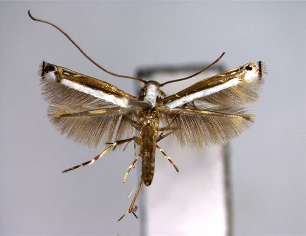 /filer/webapps/moths_gc/media/images/R/regulifera_Ketapangia_A_EIHU.jpg