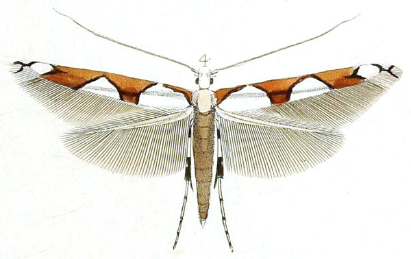 /filer/webapps/moths_gc/media/images/R/resplendens_Gracillaria_HT_Stainton_10-4.jpg