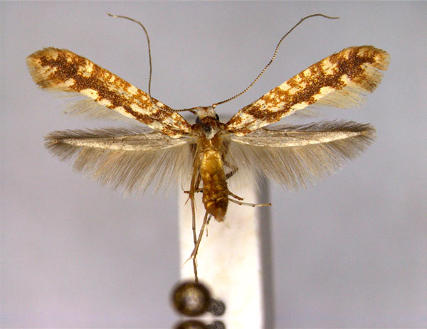 /filer/webapps/moths_gc/media/images/R/reticulata_Caloptilia_A_EIHU.jpg