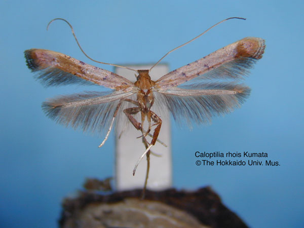 /filer/webapps/moths_gc/media/images/R/rhois_Caloptilia_HT_EIHU.jpg