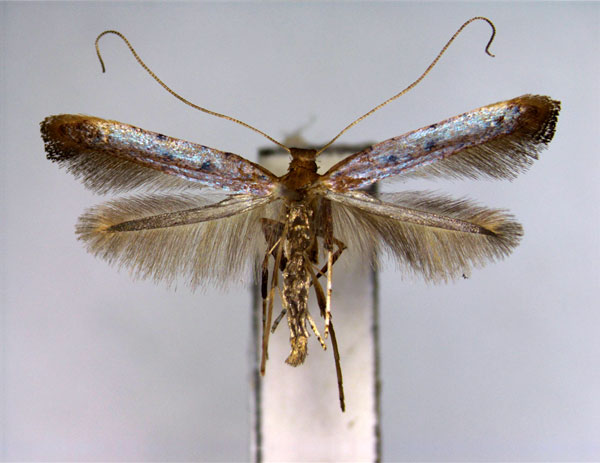 /filer/webapps/moths_gc/media/images/R/rhois_Caloptilia_PT_EIHU.jpg