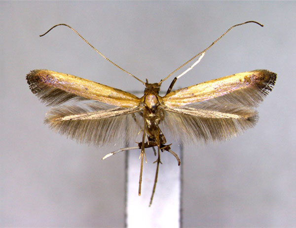 /filer/webapps/moths_gc/media/images/R/rhois_Caloptilia_PT_EIHU_2.jpg