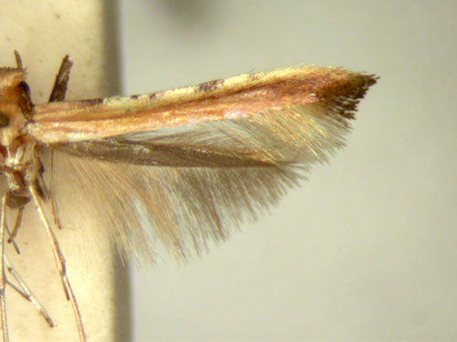 /filer/webapps/moths_gc/media/images/R/rhusina_Caloptilia_HT_TMSA5637.jpg