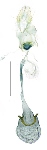 /filer/webapps/moths_gc/media/images/R/rhynchosiae_Caloptilia_GF_Yagi-etal_2024_423.jpg