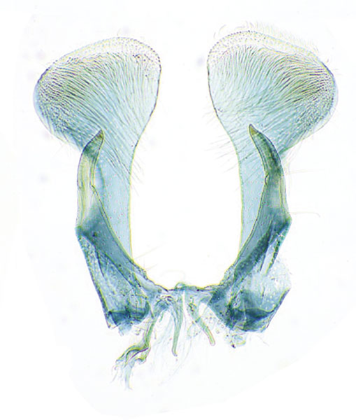 /filer/webapps/moths_gc/media/images/R/rhynchosiae_Caloptilia_GM2_Yagi-etal_2024_423.jpg