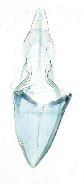 /filer/webapps/moths_gc/media/images/R/rhynchosiae_Caloptilia_GM3_Yagi-etal_2024_423.jpg