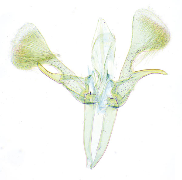 /filer/webapps/moths_gc/media/images/R/rhynchosiae_Caloptilia_GM_Yagi-etal_2024_423.jpg