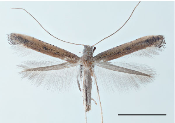 /filer/webapps/moths_gc/media/images/R/rhynchosiae_Caloptilia_PT1_Yagi-etal_2024_423.jpg