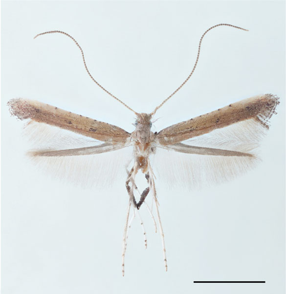 /filer/webapps/moths_gc/media/images/R/rhynchosiae_Caloptilia_PT2_Yagi-etal_2024_423.jpg