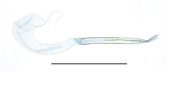 /filer/webapps/moths_gc/media/images/R/rhynchosiae_Caloptilia_aedeagus_Yagi-etal_2024_423.jpg