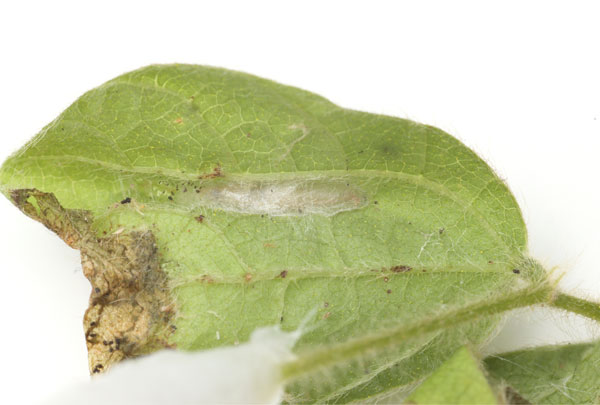 /filer/webapps/moths_gc/media/images/R/rhynchosiae_Caloptilia_cocoon_Yagi-etal_2024_426.jpg