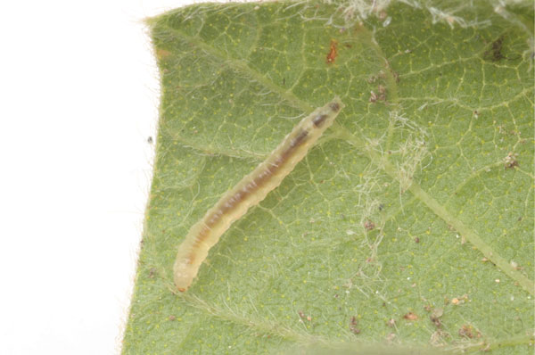 /filer/webapps/moths_gc/media/images/R/rhynchosiae_Caloptilia_larva2_Yagi-etal_2024_426.jpg