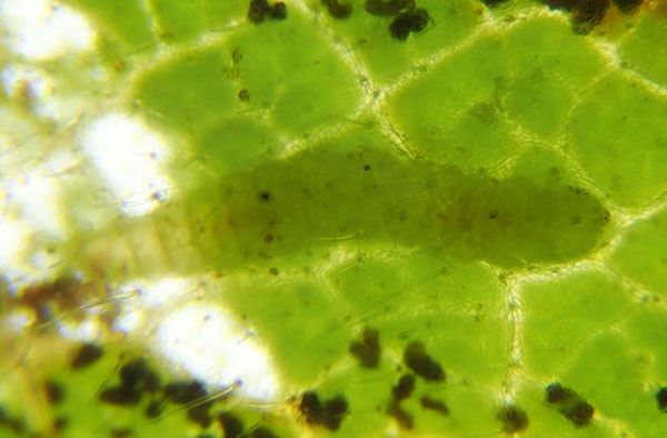 /filer/webapps/moths_gc/media/images/R/rhynchosiae_Caloptilia_larva_Yagi-etal_2024_426.jpg