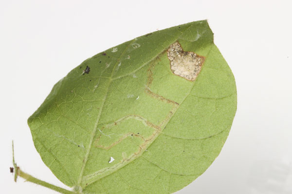 /filer/webapps/moths_gc/media/images/R/rhynchosiae_Caloptilia_mine2_Yagi-etal_2024_426.jpg