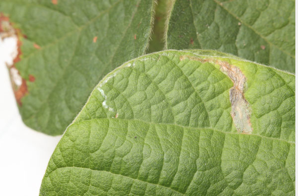 /filer/webapps/moths_gc/media/images/R/rhynchosiae_Caloptilia_mine_Yagi-etal_2024_426.jpg