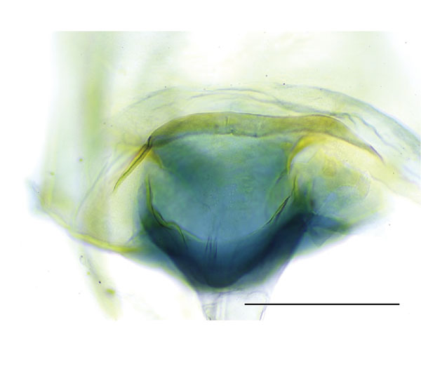 /filer/webapps/moths_gc/media/images/R/rhynchosiae_Caloptilia_ostium_Yagi-etal_2024_423.jpg