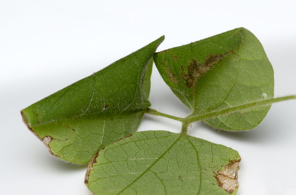 /filer/webapps/moths_gc/media/images/R/rhynchosiae_Caloptilia_roll2_Yagi-etal_2024_426.jpg
