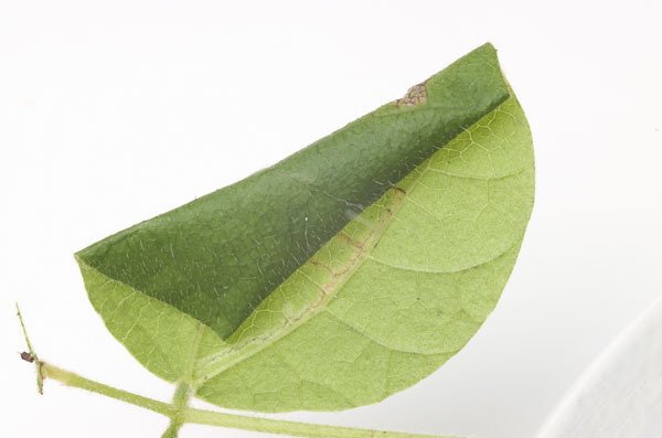 /filer/webapps/moths_gc/media/images/R/rhynchosiae_Caloptilia_roll_Yagi-etal_2024_426.jpg