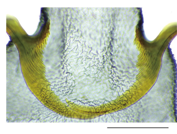 /filer/webapps/moths_gc/media/images/R/rhynchosiae_Caloptilia_signa_Yagi-etal_2024_423.jpg