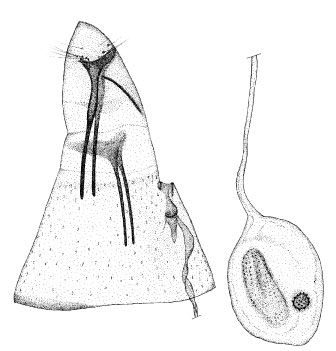 /filer/webapps/moths_gc/media/images/R/rhynchosiae_Phyllonorycter_GF_DePrins.jpg