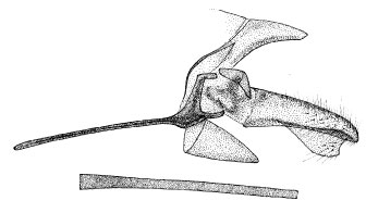 /filer/webapps/moths_gc/media/images/R/rhynchosiae_Phyllonorycter_GM_DePrins.jpg