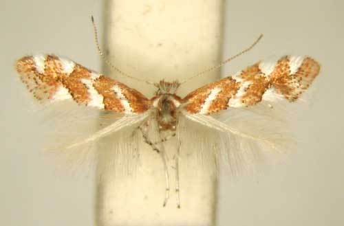 /filer/webapps/moths_gc/media/images/R/rhynchosiae_Phyllonorycter_PT_TMSA6380.jpg