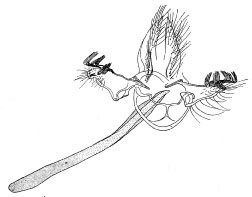 /filer/webapps/moths_gc/media/images/R/rhythmica_Guttigera_GM_Diakonoff_1955_89_OU3XWBD.jpg