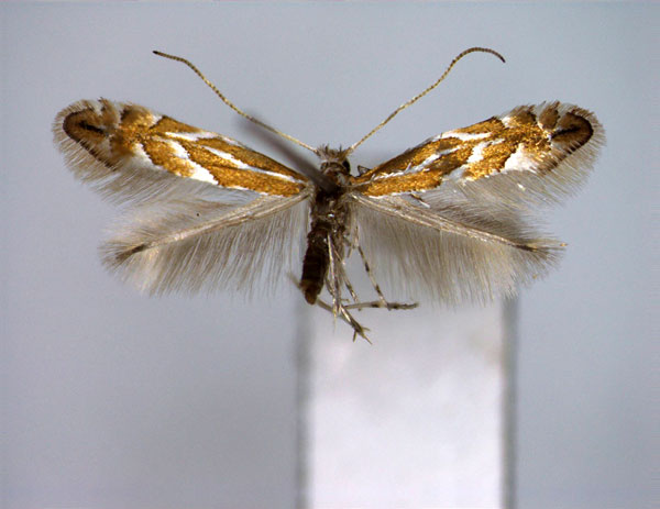 /filer/webapps/moths_gc/media/images/R/ringoniella_Phyllonorycter_A_EIHU.jpg