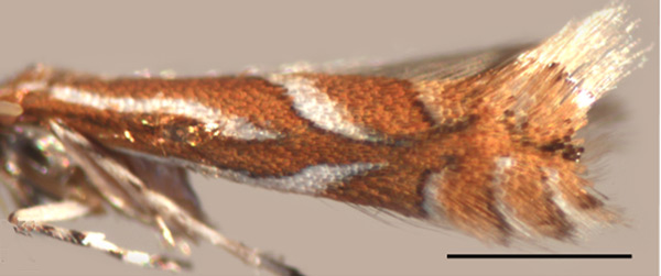 /filer/webapps/moths_gc/media/images/R/ringoniella_Phyllonorycter_A_Kirichenko-et-al_2019_14.jpg