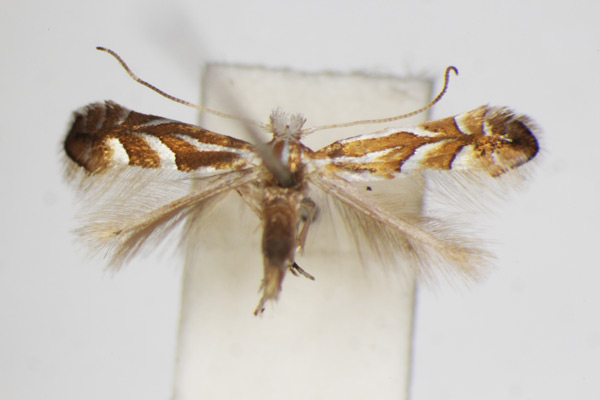/filer/webapps/moths_gc/media/images/R/ringoniella_Phyllonorycter_A_ZSM_2.jpg