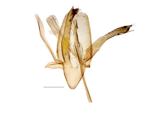 /filer/webapps/moths_gc/media/images/R/ringoniella_Phyllonorycter_GM_Kirichenko-et-al_2017_9.jpg