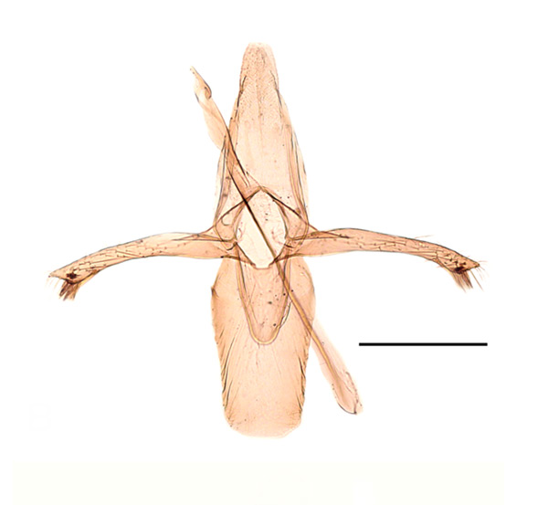 /filer/webapps/moths_gc/media/images/R/ringoniella_Phyllonorycter_GM_Kirichenko-et-al_2019_26.jpg