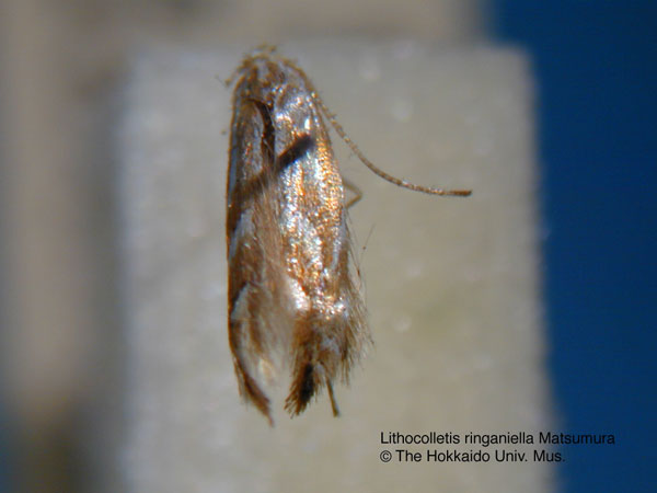 /filer/webapps/moths_gc/media/images/R/ringoniella_Phyllonorycter_LT_EIHU.jpg