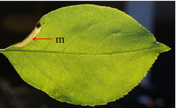 /filer/webapps/moths_gc/media/images/R/ringoniella_Phyllonorycter_mine_Kirichenko-et-al_2019_37.jpg