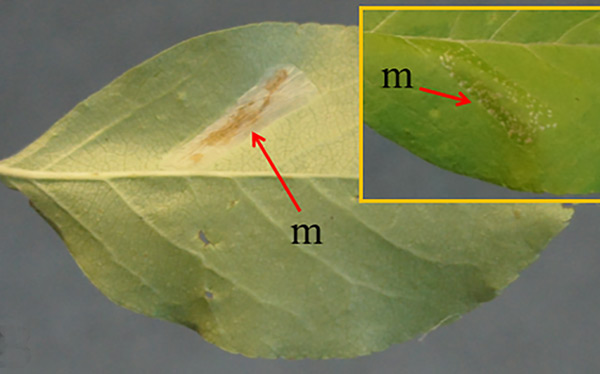 /filer/webapps/moths_gc/media/images/R/ringoniella_Phyllonorycter_mine_Kirichenko-et-al_2019_37_B.jpg