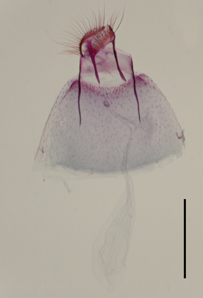 /filer/webapps/moths_gc/media/images/R/riparia_Cameraria_GF_Sawada-etal_2024_183.jpg