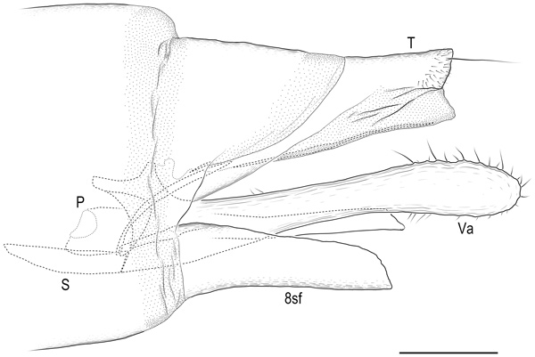 /filer/webapps/moths_gc/media/images/R/riparia_Cameraria_GM_EIHU_184.jpg