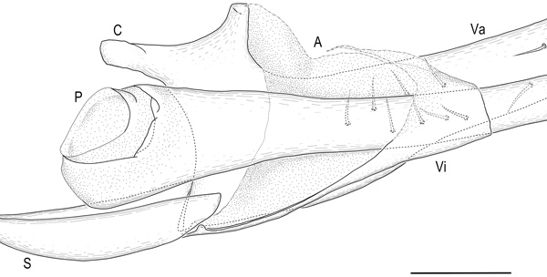 /filer/webapps/moths_gc/media/images/R/riparia_Cameraria_GM_EIHU_185.jpg