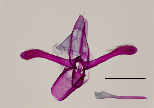 /filer/webapps/moths_gc/media/images/R/riparia_Cameraria_GM_Sawada-etal_2024_183.jpg