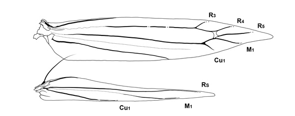 /filer/webapps/moths_gc/media/images/R/riparia_Cameraria_Wv_Sawada-etal_2024_192.jpg