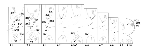 /filer/webapps/moths_gc/media/images/R/riparia_Cameraria_chaetotaxy_Sawada-etal_2024_194.jpg