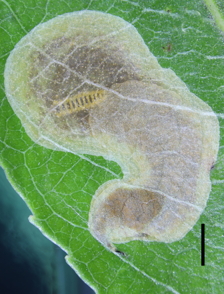 /filer/webapps/moths_gc/media/images/R/riparia_Cameraria_larva1_Sawada-etal_2024_188.jpg