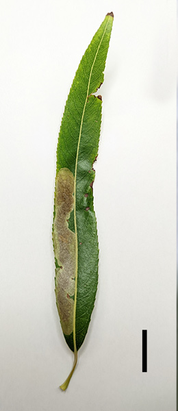 /filer/webapps/moths_gc/media/images/R/riparia_Cameraria_larva2_Sawada-etal_2024_188.jpg