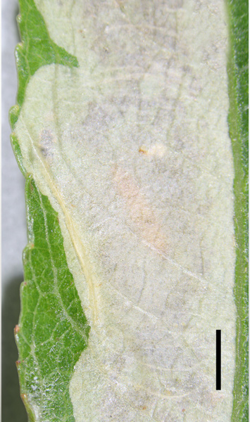 /filer/webapps/moths_gc/media/images/R/riparia_Cameraria_larva3_Sawada-etal_2024_188.jpg