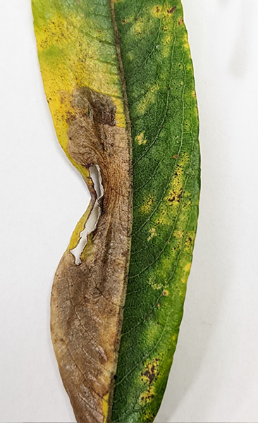 /filer/webapps/moths_gc/media/images/R/riparia_Cameraria_larva4_Sawada-etal_2024_188.jpg