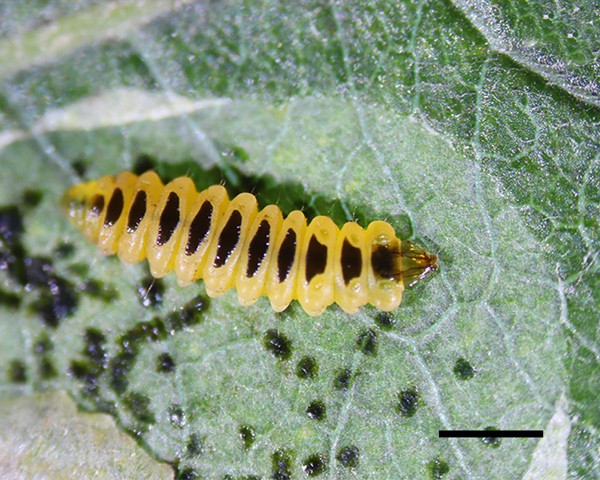 /filer/webapps/moths_gc/media/images/R/riparia_Cameraria_larva5_Sawada-etal_2024_188.jpg