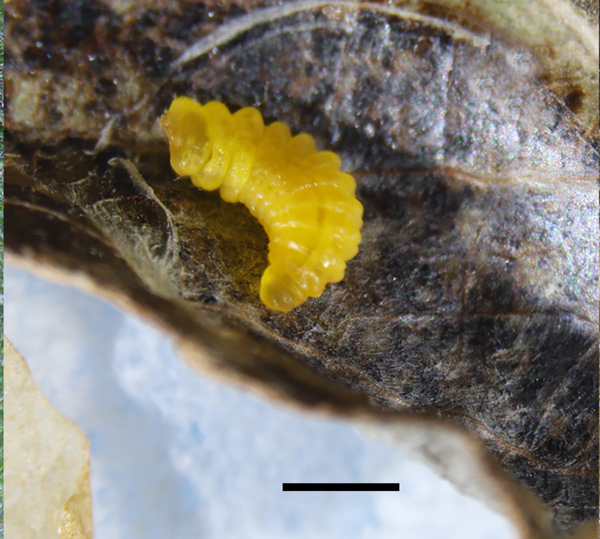 /filer/webapps/moths_gc/media/images/R/riparia_Cameraria_larva6_Sawada-etal_2024_188.jpg